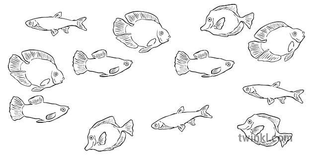 12 fisk adskilt fra tank sort hvid - Twinkl