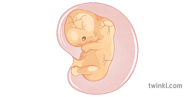 9 Week Embryo Illustration - Twinkl