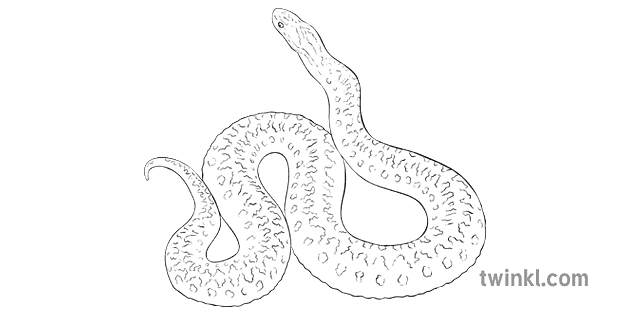 加法器蛇有毒动物所有关于英国爬行动物ks2 黑白rgb