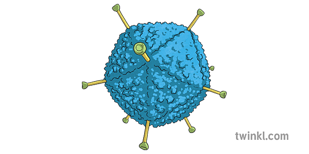 Adenovirus Diagram Galar Ks2 Illustration - Twinkl