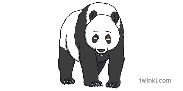 Adulte Panda Ours Noir Et Blanc Mammifere Chine Yeux Ouverts Personnage