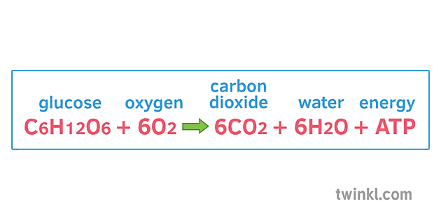 aerobic-respiration-equatio-illustration-twinkl