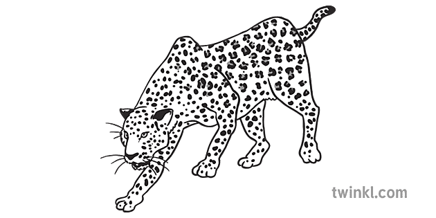 Leopard Africain Chat Sauvage Animal Yeux Ouverts Ks1 Noir Et Blanc Rgb