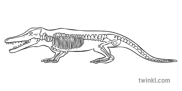 ambulocetus whale evolution skeleton animal science secondary bw rgb