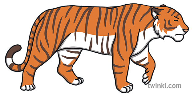 Angry Tiger Walking Illustration -