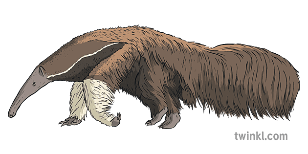 Anteater Peculiar Animal Mammal KS2 Illustration - Twinkl