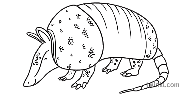 Armadillo Armadillo Fact File KS1 Black and White Illustration - Twinkl