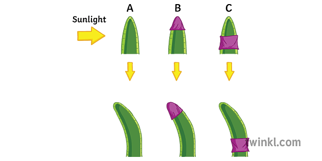 briggs auxin experiment