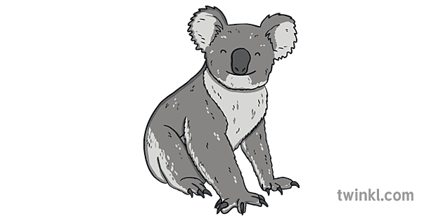 Bebe Koala Ks1 Illustration Twinkl