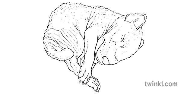 Bebe Diable De Tasmanie Australien Animaux Marsupial Nature Ks2 Noir Et
