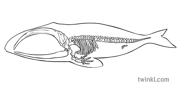 balena paus evolusi kerangka haiwan sains sekunder bw rgb Illustration