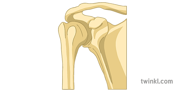 Ball and Socket Joint 2 Illustration - Twinkl