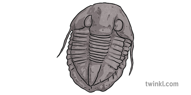 Bathyurus Extans 化石 三葉虫 考古学 科学 Ks2 Illustration Twinkl