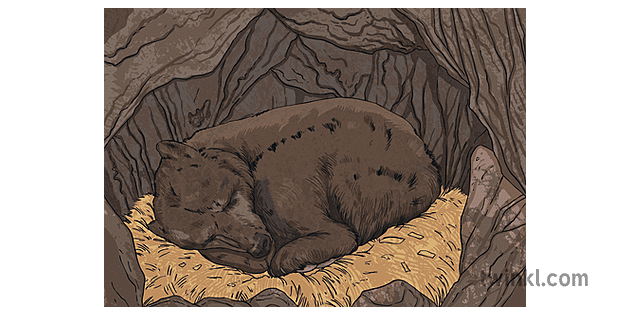 熊在地下巢穴休眠動物自然mps Ks2冬眠 Illustration Twinkl