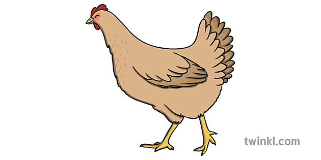 Beige Chicken Hen Animal Farm Bird KS1 Illustration - Twinkl