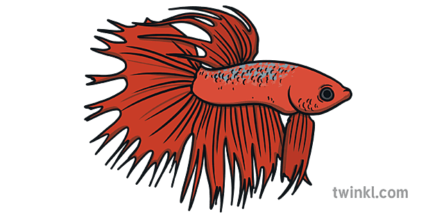 Betta Fish Red Illustration - Twinkl Betta Fish Red Illustration - Twinkl