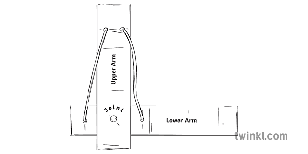 bicep and tricep model card craft row lia diagram quick reaction ks2 wakuda