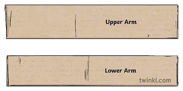 bicep and tricep model step one card craft row lia diagram quick ...