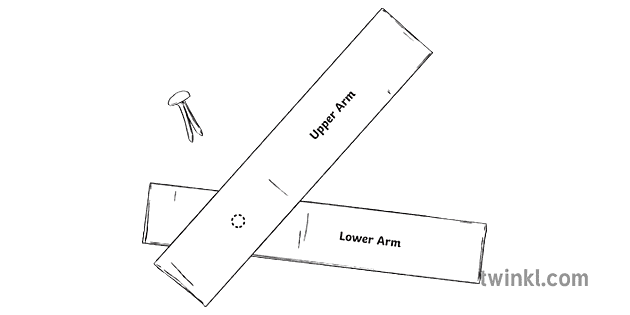 bicep and tricep model step two card craft row lia diagram quick ...