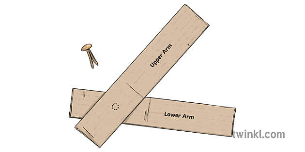 bicep and tricep model step two card craft row lia diagram rapid ...