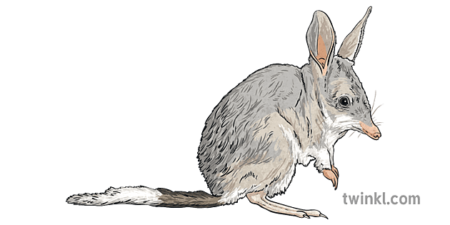 A colour illustration of a bilby. It can be used for any lessons on australian animals.