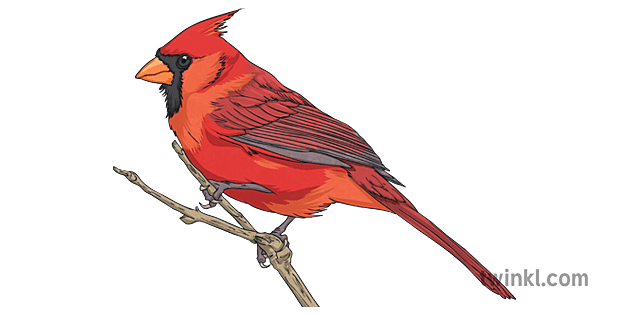 cardinal reading a book clipart