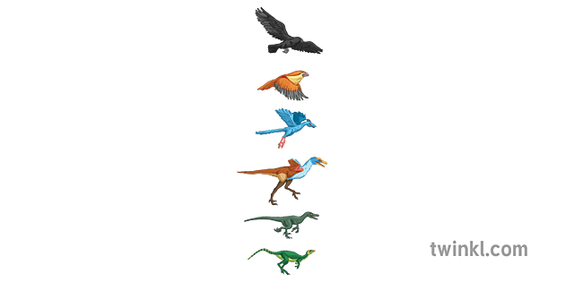 tabla de evolución de aves esqueleto solo pájaro animal ciencia secundaria