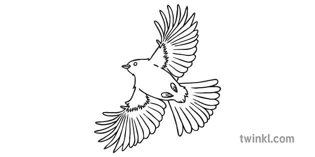 鳥が飛ぶ白黒 Illustration Twinkl