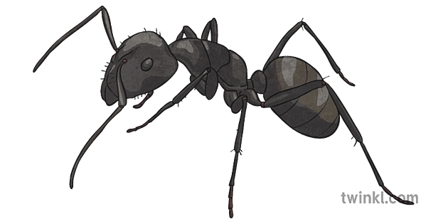 Black Ant Illustration - Twinkl