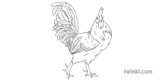 Black Cockerel Animal Farm Bird Chicken Rooster KS4 Black and 