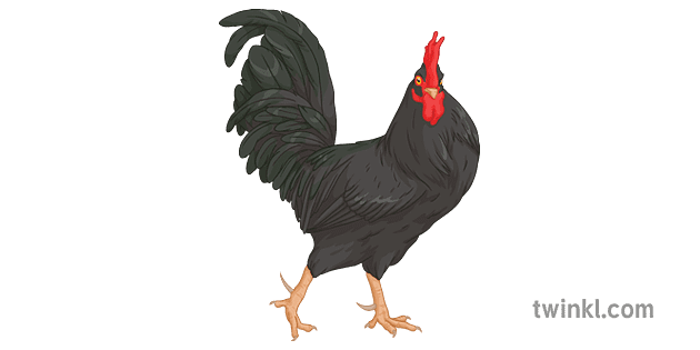 Galletto Nero Animale Fattoria Uccello Pollo Gallo Ks4 Illustration Twinkl