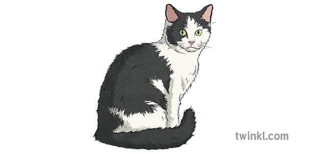 Black And White Cat Illustration Twinkl