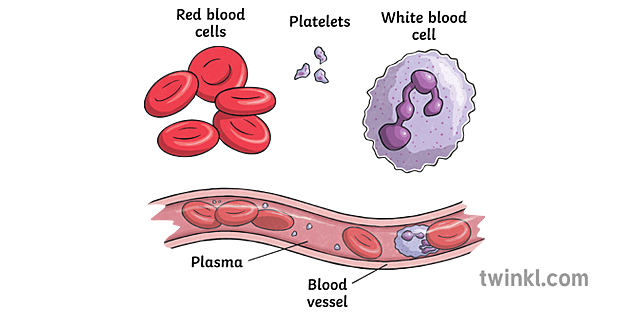 diagrama de sangue Illustration - Twinkl