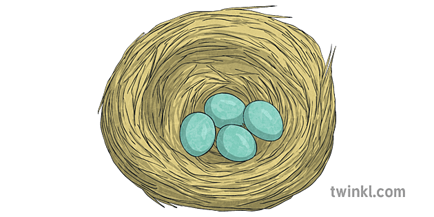 Blue Jay Nest Eggs Bird Science Ks2 Illustration Twinkl