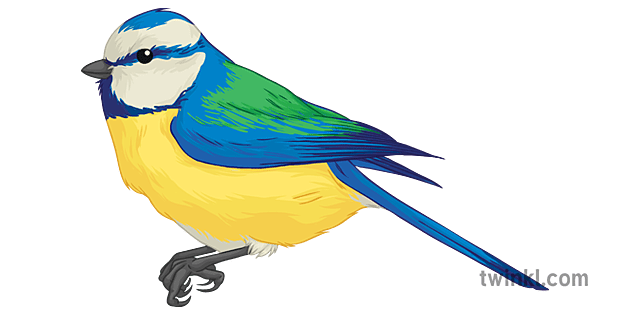 plava sjenica općenito ptica životinja sekundarna Illustration - Twinkl