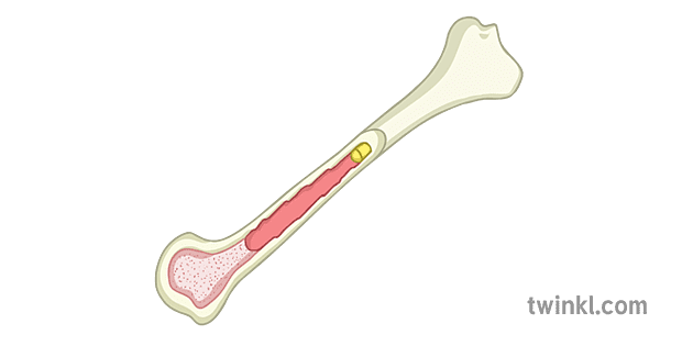 Bone Marrow Biology Science Diagram KS4 Illustration - Twinkl