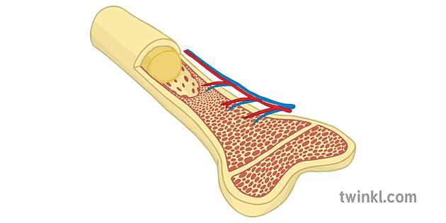 Bone Marrow Diagram Illustration Twinkl