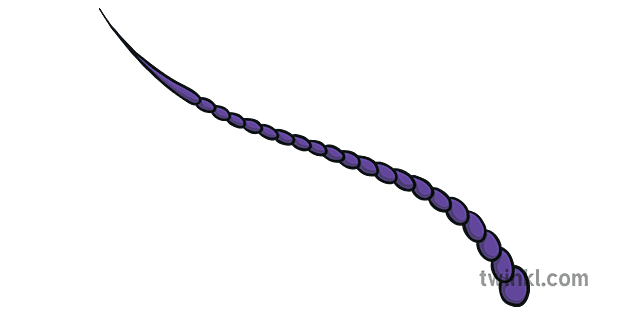 Bug Antenna 2 Illustration - Twinkl