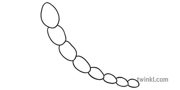 Bug Antenna 3 Black and White Illustration - Twinkl