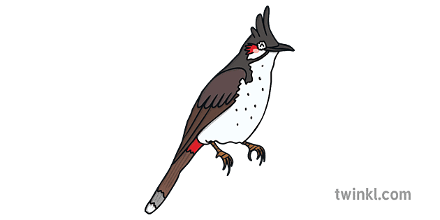 bulbul bird animal ks1 Illustration - Twinkl
