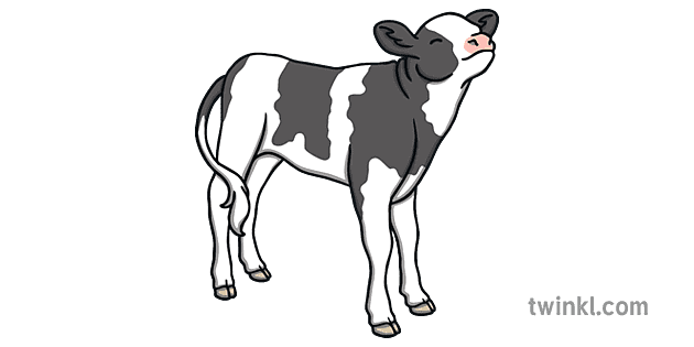 小牛动物哺乳动物牛牛奶牛肉农业ks1 Illustration Twinkl