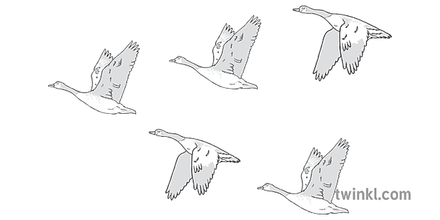 Canadian Geese Migrating in V Formation Black and White Illustration