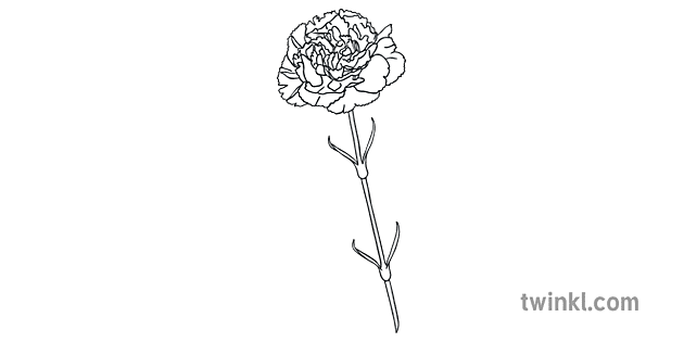 Carnation Flower Flores Para Mama Dia De La Madre Hojas De Colorear De