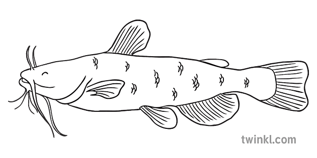 Poisson Chat Poisson Sous La Mer Animal Ks1 Noir Et Blanc Rgb Illustration