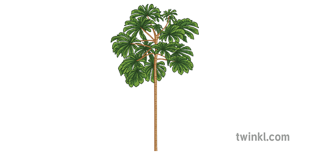cecropia árbol ciencia ecología plantas secundaria
