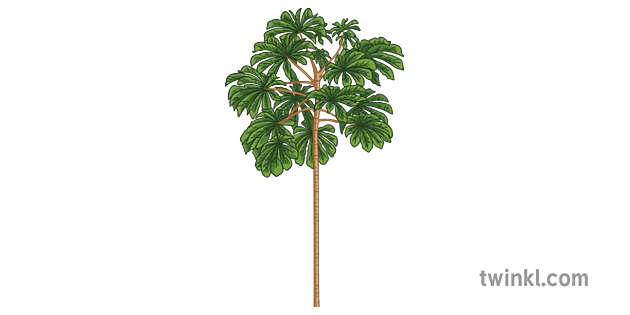 cecropia tree science ecology plant secondary Illustration - Twinkl