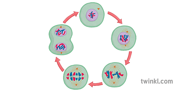 sel kitaran kromosom mitosis biologi sains ks4 Illustration - Twinkl