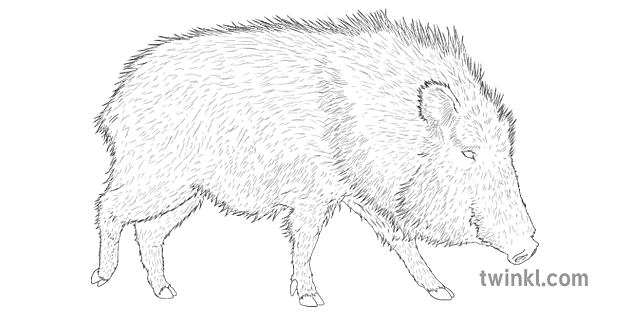 spanish food clipart black and white pig