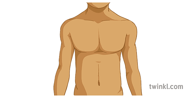 Chest Human Body Anatomy Torso Ks3 Ks4 Ilustracao Twinkl