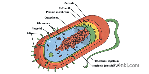 Cholera Bacteria Illustration - Twinkl